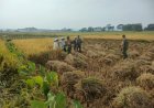 Dukung Program Hanpangan, Danramil dan Babinsa Laksanakan Panen Padi