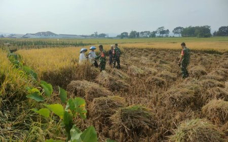 Dukung Program Hanpangan, Danramil dan Babinsa Laksanakan Panen Padi
