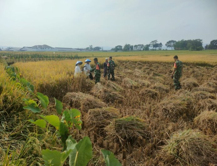 Dukung Program Hanpangan, Danramil dan Babinsa Laksanakan Panen Padi