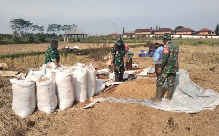 Danramil 08 Purwanegara Turun ke Sawah Bantu Petani Panen Padi di Desa Gumiwang