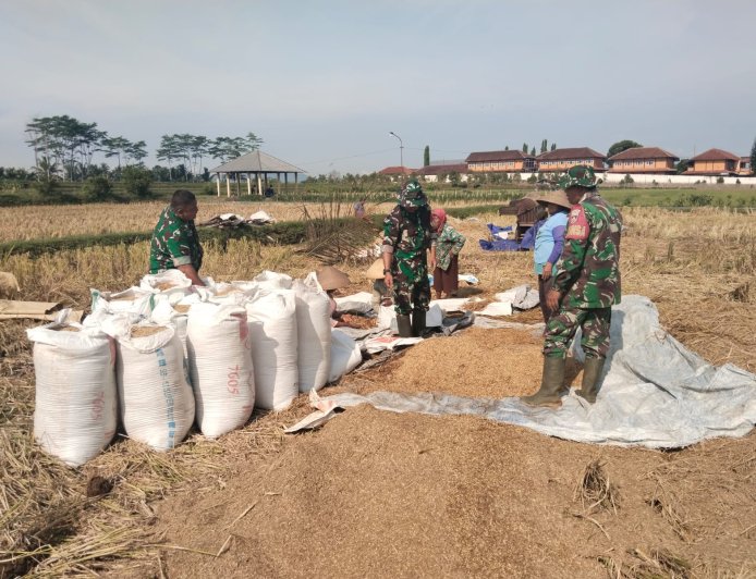 Danramil 08 Purwanegara Turun ke Sawah Bantu Petani Panen Padi di Desa Gumiwang