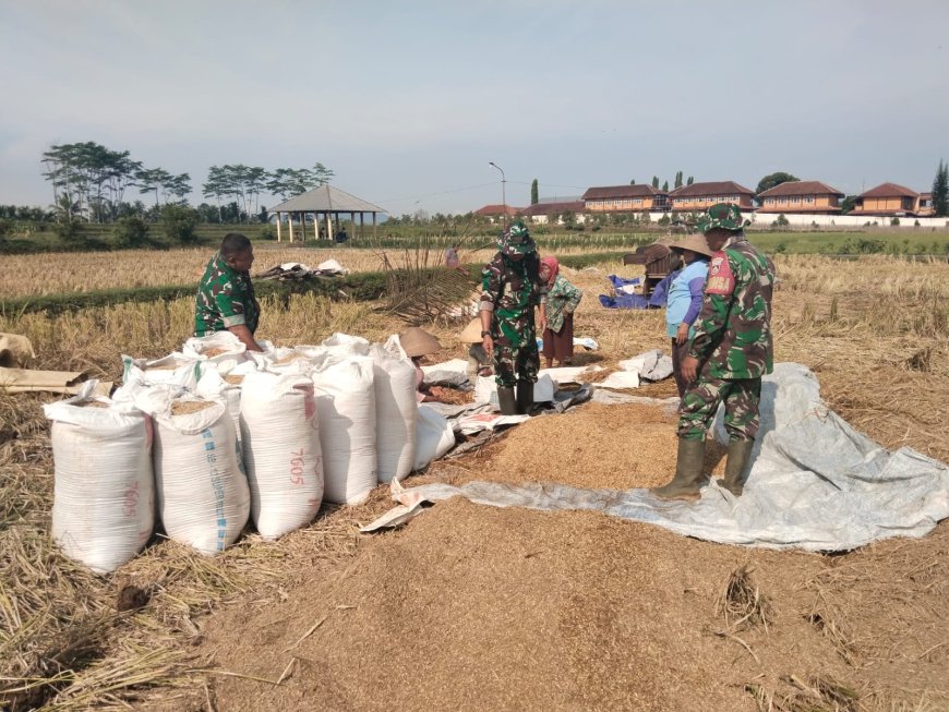 Danramil 08 Purwanegara Turun ke Sawah Bantu Petani Panen Padi di Desa Gumiwang
